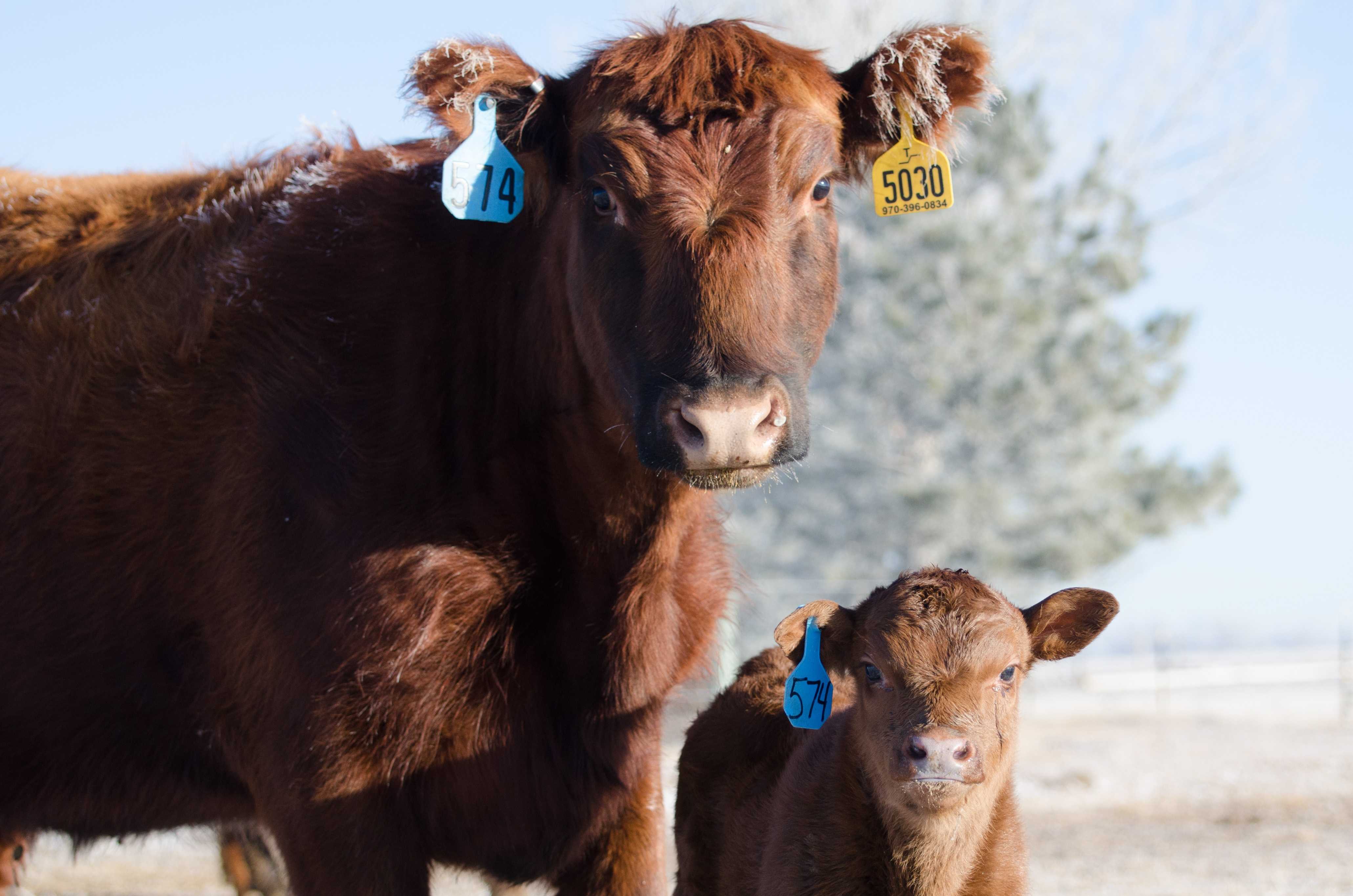 summitviews-cows-2133510(1).jpg